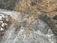 Typical overhanging tree concerns