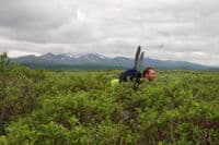 The Aniakchak-Meshik Portage