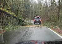 Trees down on the road