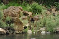 Bear Viewing Last Night