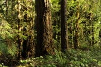 Trees in Elkhorn Campground