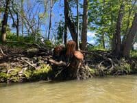 Army Corps Cut Tree