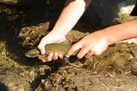 Cutthroat Trout