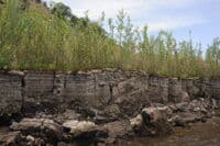 Willows Downstream of Camp Creek