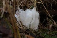 Ice on a Cold Morning