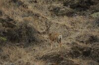 Deer Near Skookumchuck