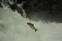 Deadline Falls Salmon Leap