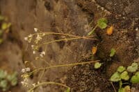 Saxifrage on the Illinois River