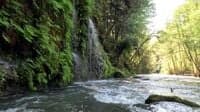 Weeping Ferns with Waterfall