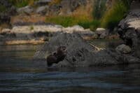 Otter on the Rogue River