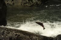 Salmon at KOP F1.2
