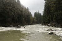 Mary Entering a Rapid on the Stillaguamish
