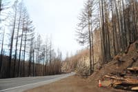 Burned Forest Along the Run
