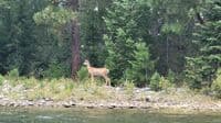 Locals