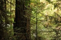 Old-Growth Forest
