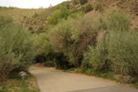 Tree of Heaven Boat Ramp