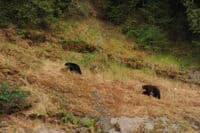 Bear Viewing Last Night