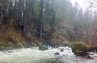 Typical Rapid