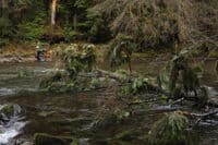 Tree Portage