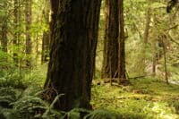Old-Growth Forest
