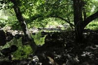 Trees in the Channel