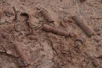 Fossils in Canyonlands