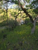 Wild Flowers at Upper Cameron Creek Camp