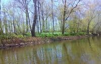 April Bluebells on Monocacy River