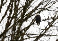 Eagle!