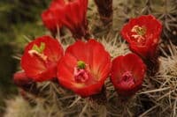 Desert Cactus in Bloom
