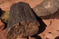 Petrified Wood