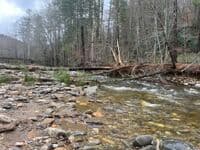 Trees below the Gauge Bridge