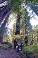 Side Hike in Tall Trees Grove