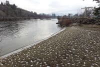 Beach Just Above Dryden Dam