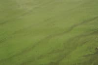 Copco Reservoir Algal Bloom