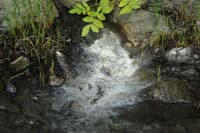 Mineral Spring