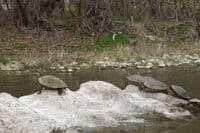 Turtles on the Gaudalupe