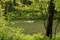 Klahowya Campground River View