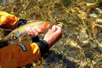 Cutthroat on the St. Joe