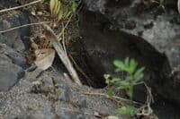 Gopher Snake Disappears into a Hole
