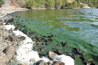 Algae at Copco Cove