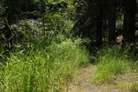Trail at Handy Creek