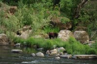 Bear Viewing Last Night
