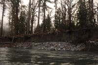 Engineered Log Structures at Gold Basin