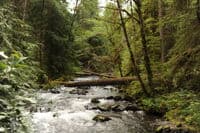 River View Below Gold Creek With Wood Hazard