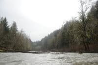 Tree Across 3/4 of the River