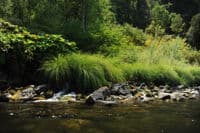 Spring Along the Klamath