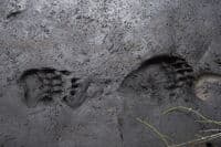 Bear Prints