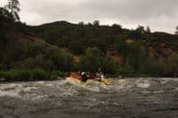 Rapid on Tree of Heaven Run