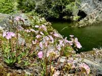 Lewisia